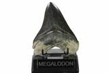 Fossil Megalodon Tooth - South Carolina #160254-2